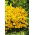 Meisjesogen - Baby Gold - Coreopsis lanceolata - Gouden schittering en langdurige pracht - Verse zaden