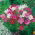 Mararite - Sensation pitic - Cosmos bipinnatus - Miniatură exuberantă, acoperire florală completă - Semințe proaspete
