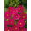 Cosmos - Tall Sensation - Dazzler - Cosmos bipinnatus - Brightest scarlet, most eye-catching variety - Fresh Seeds
