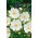 Cosmos - Tall Sensation- Purity - Cosmos bipinnatus - Snowiest petals, purest floral elegance - Fresh Seeds