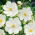 Cosmos - Tall Sensation- Purity - Cosmos bipinnatus - Snowiest petals, purest floral elegance - Fresh Seeds