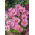 Cosmos - Sensation Géant - Radiance - Cosmos bipinnatus - Magenta éclatant, variété haute et resplendissante - Graines fraîches