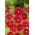 Punakosmoskukka - Isokukkainen - Tetra Versailles Red - Cosmos bipinnatus - Syvin punainen, rohkea ilme - Tuoreet siemenet