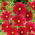 Punakosmoskukka - Isokukkainen - Tetra Versailles Red - Cosmos bipinnatus - Syvin punainen, rohkea ilme - Tuoreet siemenet