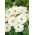 Cosmea - Tetra Versailles - White - Cosmos bipinnatus - Scherp wit en zomers elegant - Verse zaden