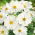 Cosmea - Tetra Versailles - White - Cosmos bipinnatus - Scherp wit en zomers elegant - Verse zaden