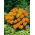 Cosmea Sulphureus Nana - Carpet Orange - Cosmos sulphureus - Arancione vivido, fioritura prolungata - Semi Freschi