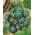 Zucca ornamentale - Flat Striped - Splendidi frutti a strisce: decorazioni da giardino uniche - Semi Freschi