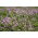 Trifoglio risupinato 'Pasat' - 1 kg - semi (Trifolium resupinatum)