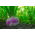 Fodder turnip 'Marco' - 500 g - seeds (Brassica rapa subsp.rapa)