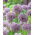 Zierlauch - Allium stipitatum - Blumenzwiebel