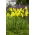 Kosatec holandský - Strongold - Iris hollandica - cibulky - 10 ks