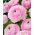 Piciorul Cocosului - roz deschis - Ranunculus - Bulbi - 10 buc.