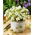 Oxalis - White Spider - Bulbi - 2 buc.