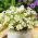 Oxalis - White Spider - Bulbi - 2 buc.