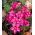 Oxalis - Hirta Gothenburg - Bulbi - 2 buc.