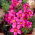 Oxalis - Hirta Gothenburg - Bulbi - 2 buc.