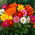 Dalia - Mignon Gemengd - Dahlia - Tuberi