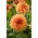Dahlia - Hercules - Knölar