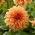 Dahlia - Hercules - Knölar