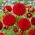Dahlia - Nescio - Knolde