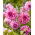 Dahlia - Prins Carnaval - Knollen