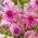 Dahlia - Prins Carnaval - Knollen