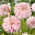Dahlia - Prince Valiant - Knolde