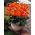 Dahlia - Alstergruss - Knollen