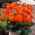 Dahlia - Alstergruss - Knollen