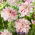 Dahlia - Bright Diamond - Knollen