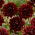 Dahlia - Sam Hopkins - Knölar