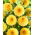 Dahlia - Golden Scepter - Knölar