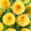 Dahlie - Golden Scepter - Dahlia - Knolle