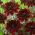 Daalia - After Dusk - Dahlia - Juurakko