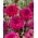 Dahlia - Cornwall Island - Knollen