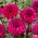 Dahlia - Cornwall Island - Knollen