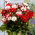 Dahlia - Pacific Time - Knollen