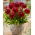 Dalia - Red Rock - Dahlia - Tuberi