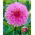 Dalia - Sakura Fubuki - Dahlia - Tuberi