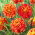 Dahlia - Sun Explosion - Tuber