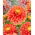 Dahlia - Sunset Tropicana - Tuber