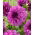 Dahlia - Blue Bell - Knollen