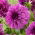 Dahlia - Blue Bell - Knollen