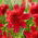 Jiřina - Jive - Dahlia - hlízy