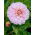 Dahlia - Bonesta - Knollen