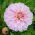 Dahlia - Bonesta - Knollen