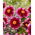 Dahlia - Bashfull - Tubercule