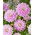 Dahlia - Ferncliff Inspiration - Knolde