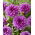 Dalia - Lilac Time - Dahlia - Tuberculi